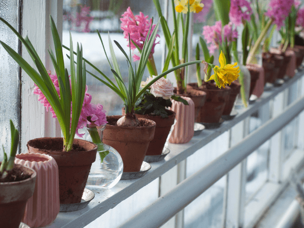 Best Flowering Plants for Allergy Sufferers