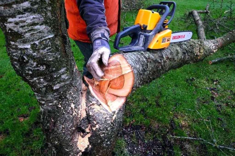 Avoid These 8 Pruning Mistakes That Can Kill Your Trees