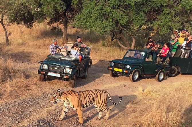 Why Should a Golden Triangle Tour Include Ranthambore?