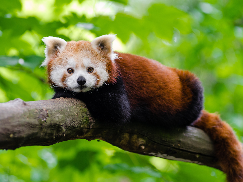 fascinating life of red pandas