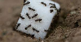 <strong>What To Do If You Have Sugar Ants? </strong>