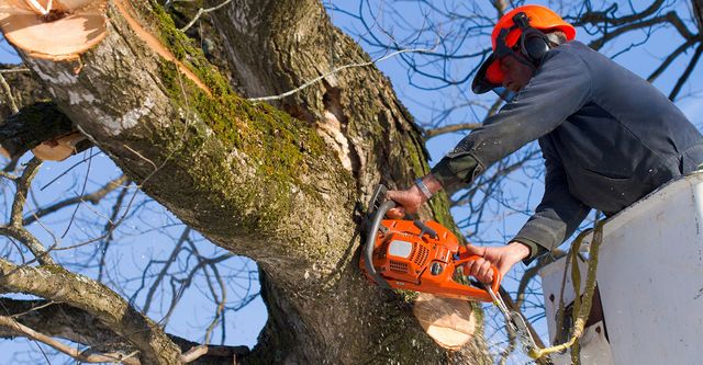 The Environmental Impact of Tree Removal: How to Ensure Responsible Practices