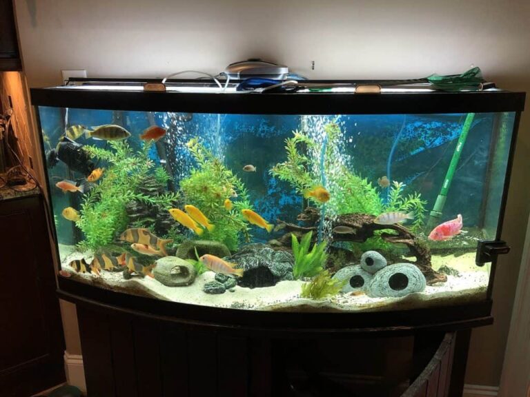 Ultimate Guide to Freshwater Fish Care: Building a Thriving Aquarium Ecosystem