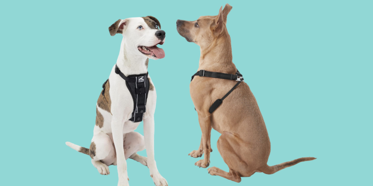 <strong>Adjusting and Fitting Your Dog Harness for Maximum Comfort</strong>